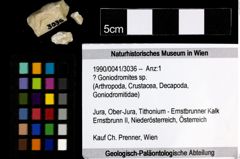 Foto (Objekt + Etiketten) von ? Goniodromites sp. 